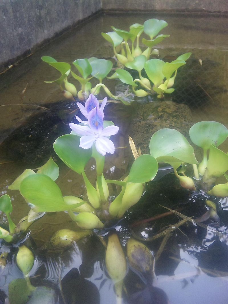 メダカの観察池のホテイアオイに花が咲きました